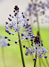 X 100 SCILLA LITARDIEREI