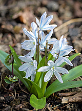X 100 SCILLA MISCHTSCHENKOANA