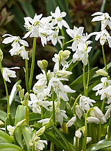X 100 SCILLA SIBERICA ALBA