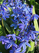 X 100 SCILLA SIBERICA SPRING BEAUTY