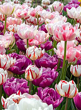 X 100 SPRING PEONIES
