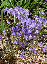 X 100 TRITELEIA CORRINA