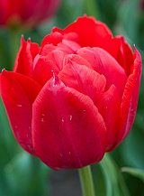 X 100 TULIPA ABBA