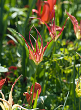 X 100 TULIPA ACUMINATA
