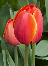 X 100 TULIPA AD REM