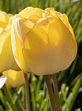 X 100 TULIPA AKEBONO