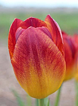 X 100 TULIPA AMBERGLOW
