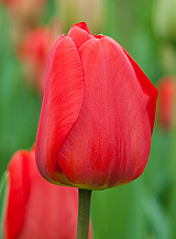 X 100 TULIPA APELDOORN
