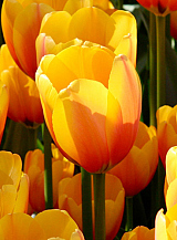 X 100 TULIPA APELDOORNS ELITE