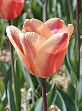 X 100 TULIPA APRICOT FOXX