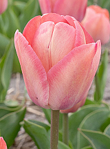 X 100 TULIPA APRICOT PRIDE