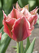 X 100 TULIPA ARTIST