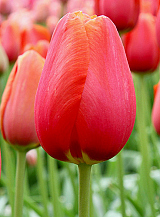 X 100 TULIPA AVIGNON