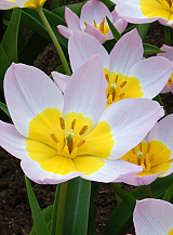 X 100 TULIPA BAKERI LILAC WONDER