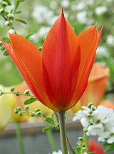 X 100 TULIPA BALLERINA