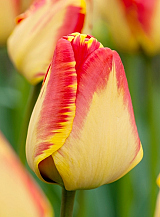 X 100 TULIPA BANJA LUKA