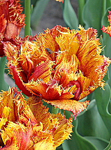 X 100 TULIPA BASTIA