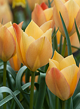X 100 TULIPA BATALINII BRIGHT GEM