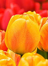 X 100 TULIPA BEAUTY OF APELDOORN