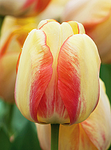 X 100 TULIPA BEAUTY OF SPRING