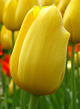 X 100 TULIPA BIG SMILE
