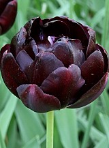 X 100 TULIPA BLACK HERO