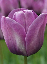 X 100 TULIPA BLEU AIMABLE