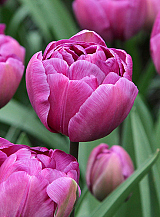 X 100 TULIPA BLUE DIAMOND