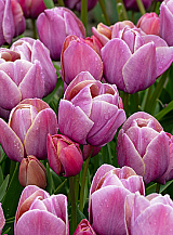 X 100 TULIPA BLUE HEAVEN