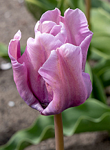 X 100 TULIPA BLUE PARROT