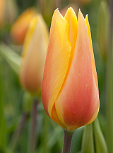 X 100 TULIPA BLUSHING LADY