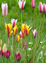 X 100 TULIPA BOTANISCH GEMENGD