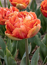 X 100 TULIPA BRISBANE