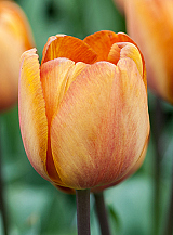 X 100 TULIPA BROWN SUGAR