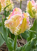 X 100 TULIPA CABANNA