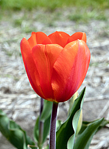 X 100 TULIPA CADANS