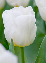 X 100 TULIPA CALGARY