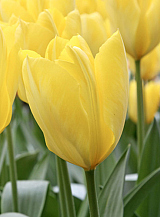 X 100 TULIPA CANDELA