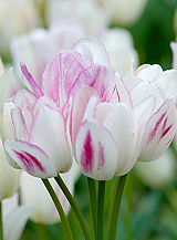 X 100 TULIPA CANDY CLUB