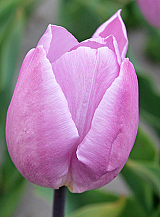 X 100 TULIPA CANDY PRINCE