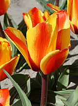 X 100 TULIPA CAPE COD