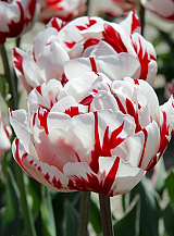 X 100 TULIPA CARNAVAL DE NICE