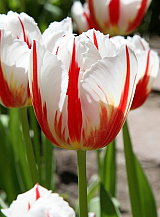 X 100 TULIPA CARNAVAL DE RIO
