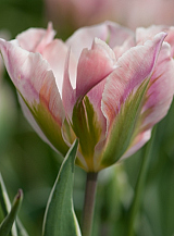 X 100 TULIPA CHINA TOWN