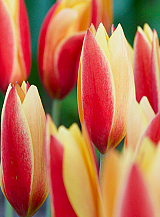 X 100 TULIPA CHRYSANTHA TUBERGENS GEM