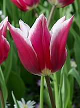 X 100 TULIPA CLAUDIA