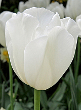 X 100 TULIPA CLEARWATER