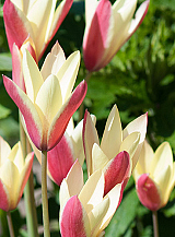 X 100 TULIPA CLUSIANA CYNTHIA