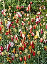 X 100 TULIPA CLUSIANA MIX