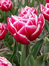 X 100 TULIPA COLUMBUS